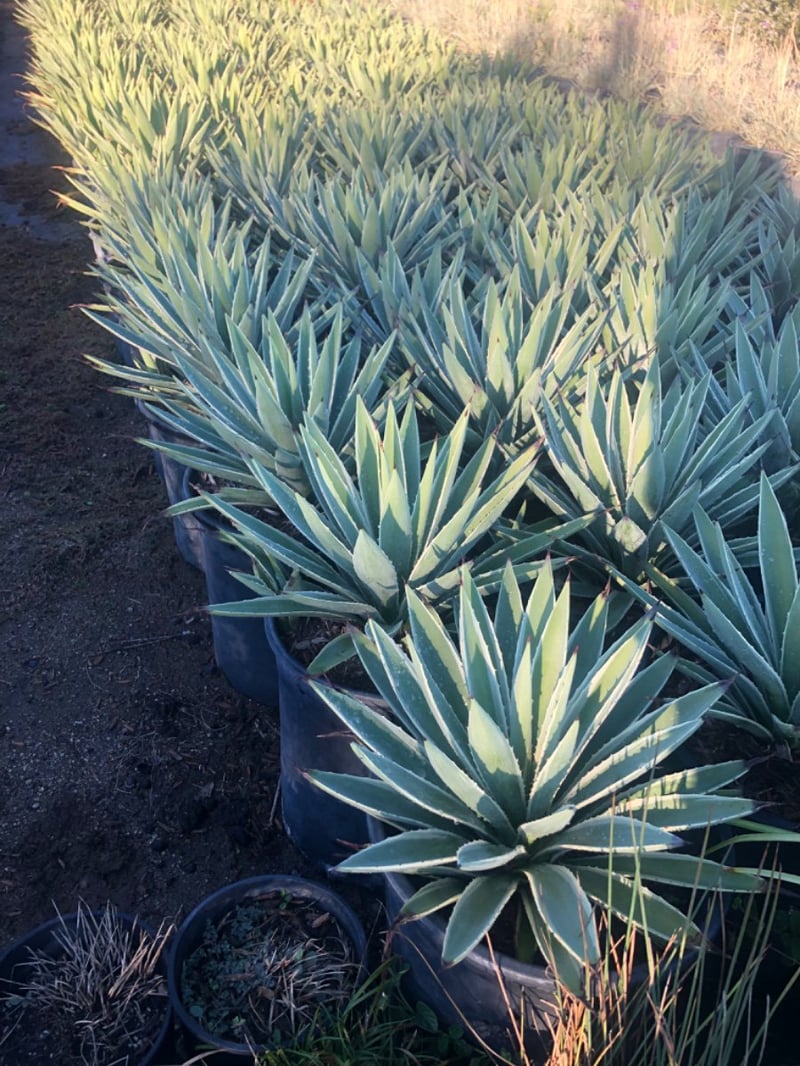 Photo for Agave angustifolia 'Marginata' (Caribbean Agave)