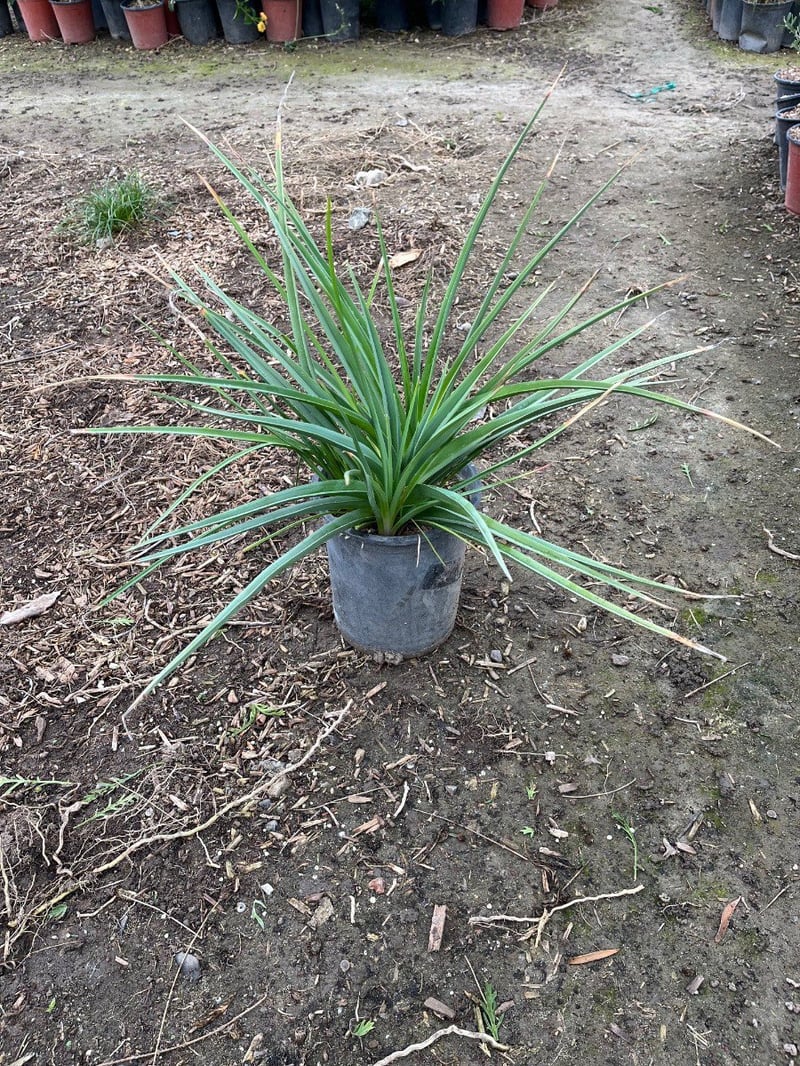 Photo for Kniphofia uvaria (Red Hot Poker)