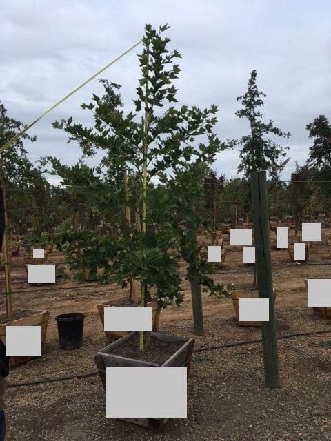 Photo for Platanus × acerifolia (London Plane Tree)