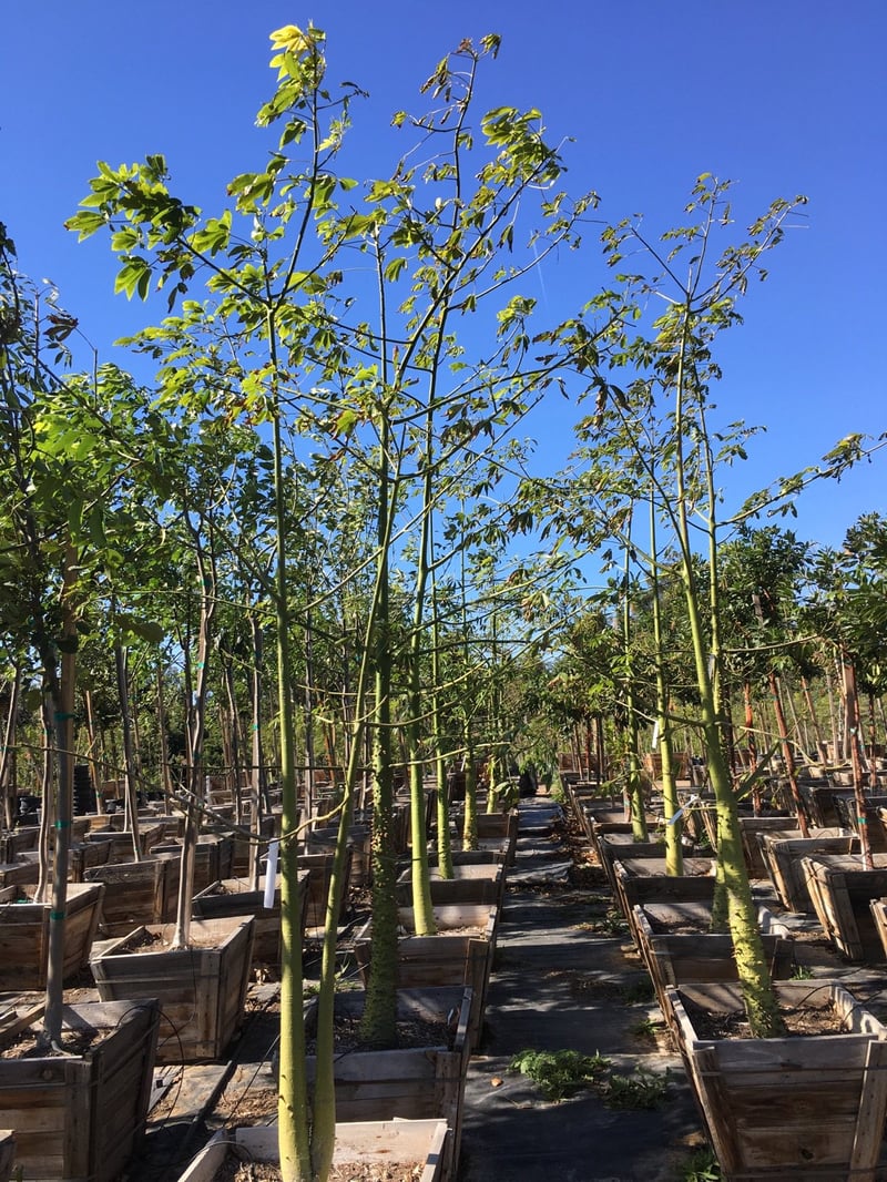 Photo for Chorisia speciosa (Floss Silk Tree)