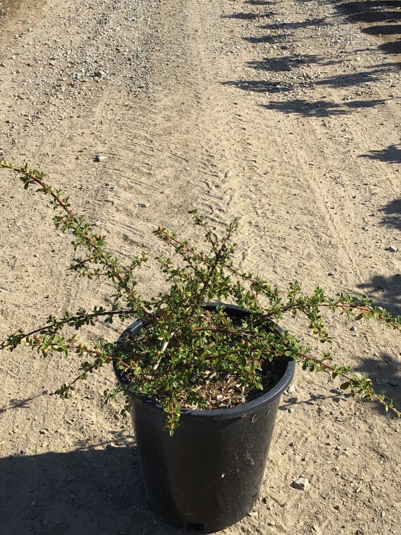 Photo for Cotoneaster dammeri (Bearberry)