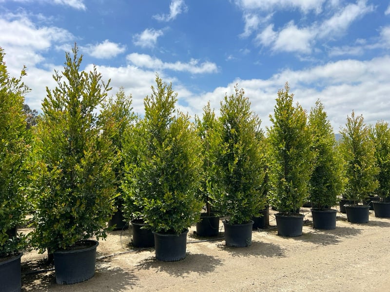 Photo for Prunus caroliniana (Column) (Carolina Cherry Laurel)