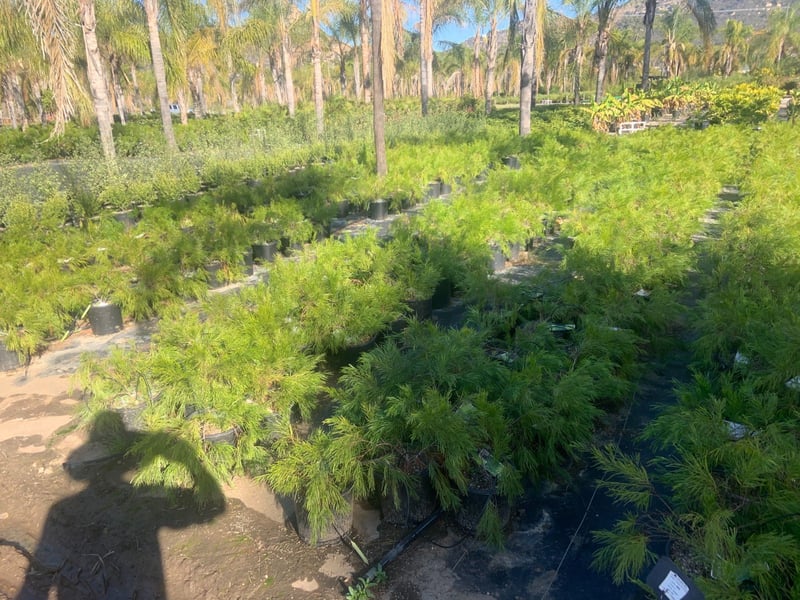Photo for Acacia cognata 'Cousin Itt' (Little River Wattle)