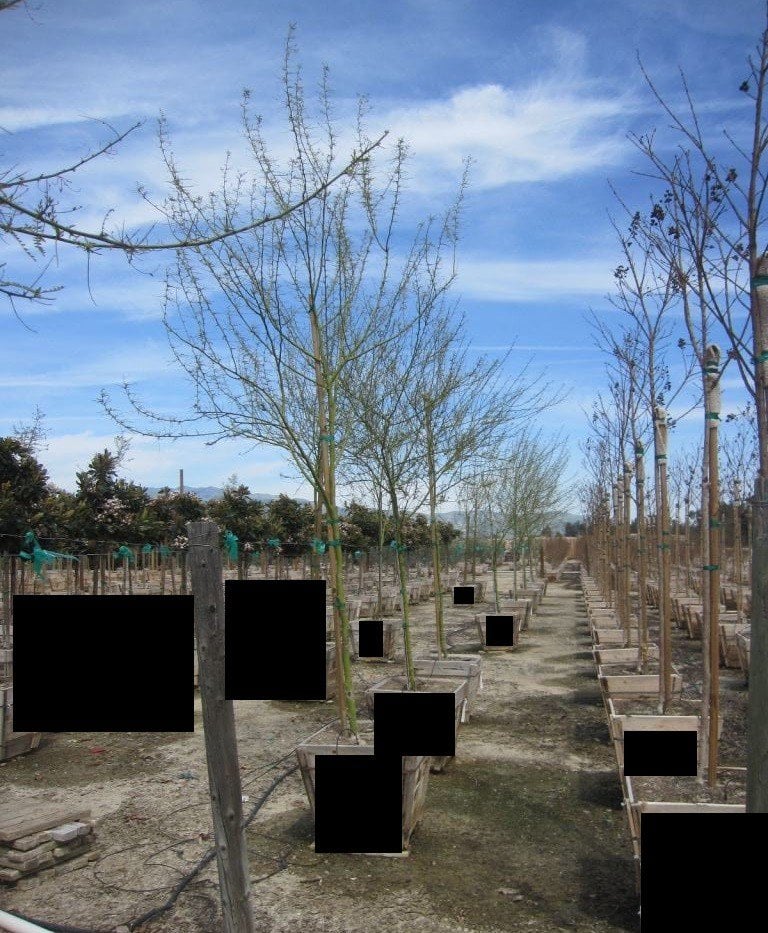 Photo for Cercidium x 'Desert Museum' (Standard) (Desert Museum Palo Verde)