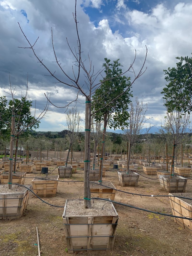 Photo for Pistacia chinensis (Chinese Pistache)