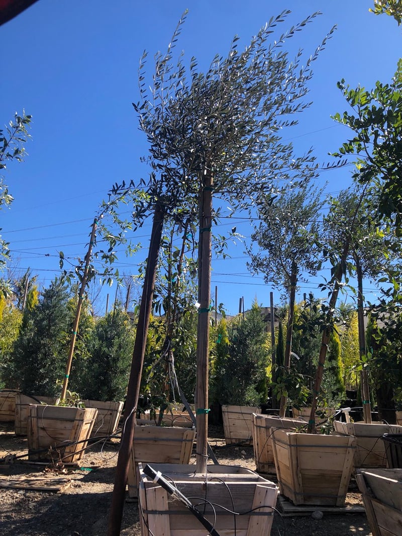 Photo for Olea europaea 'Fruitless' (Standard) (Fruitless Olive)