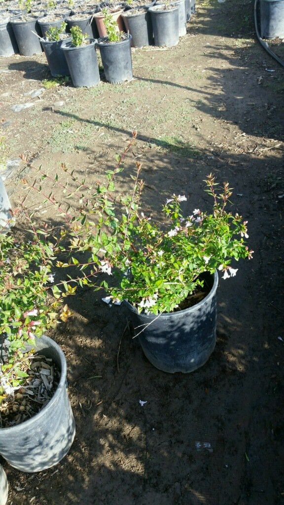 Photo for Abelia grandiflora 'Edward Goucher' (Edward Goucher Abelia)