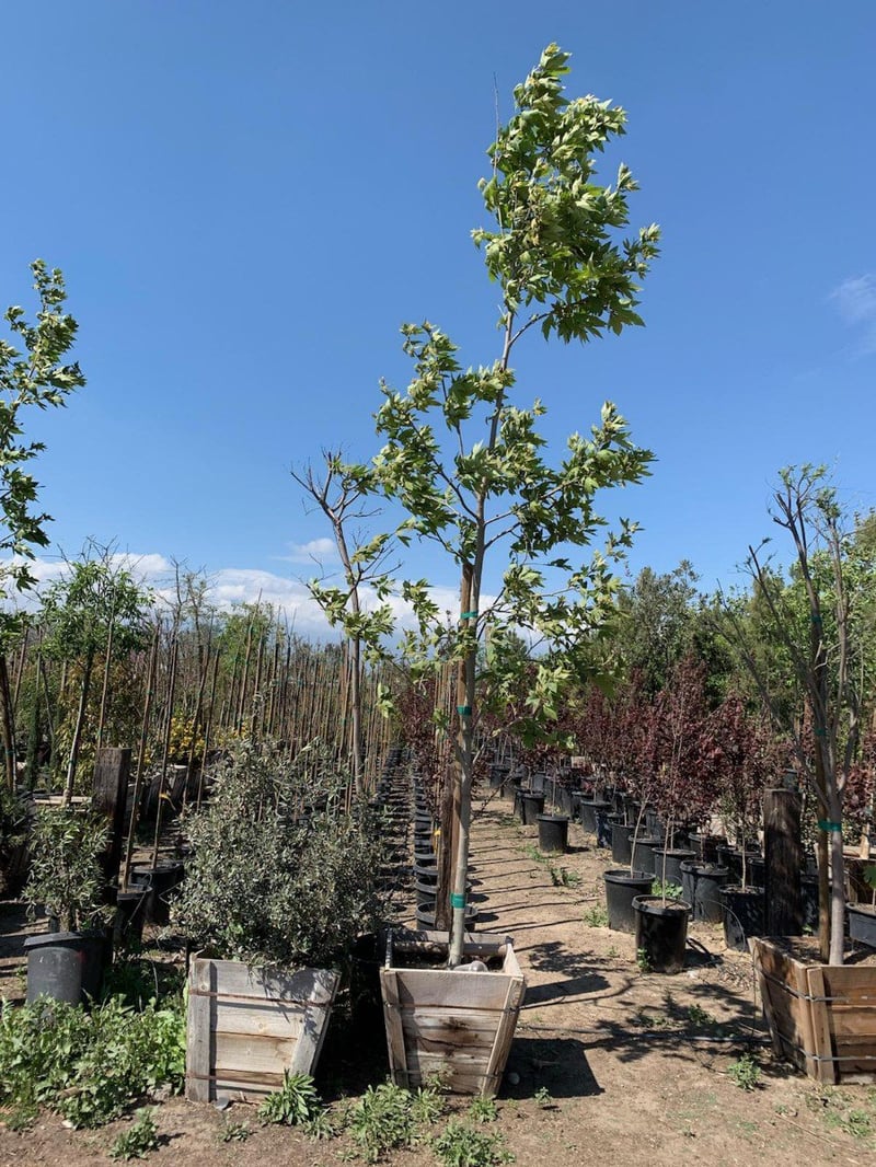 Photo for Platanus × acerifolia (London Plane Tree)