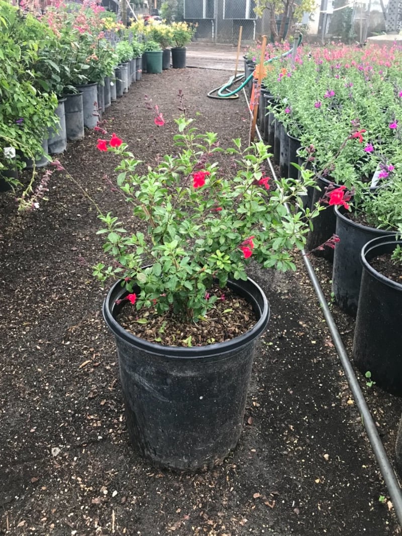 Photo for Salvia greggii (Autumn Sage)