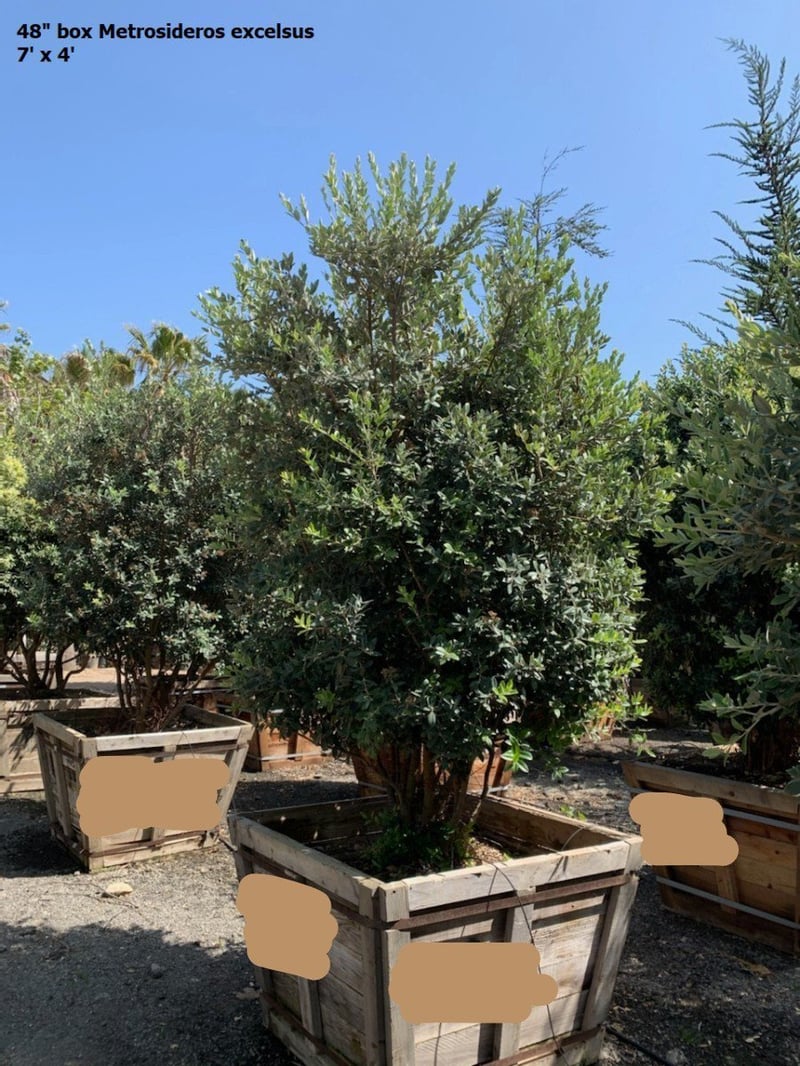 Photo for Metrosideros excelsa (Low Branching) (New Zealand Christmas Tree)