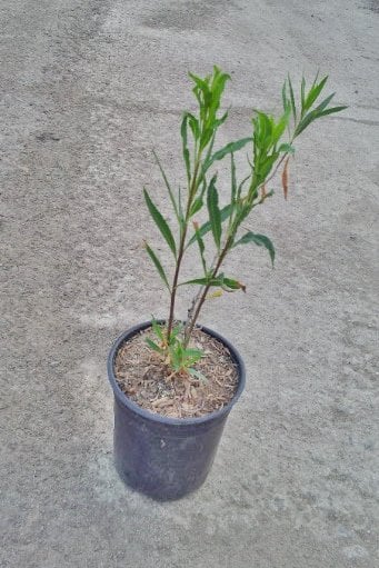 Photo for Baccharis salicifolia (Mulefat)