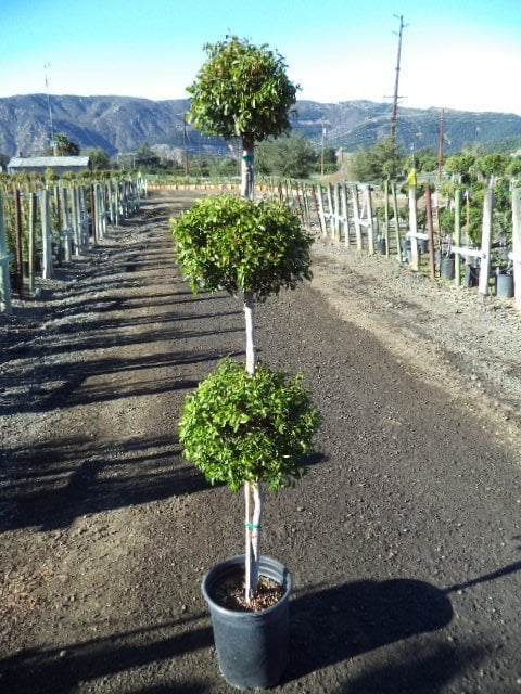 Photo for Syzygium paniculatum (3-Tier Poodle Topiary) (Brush Cherry Poodle Topiary)