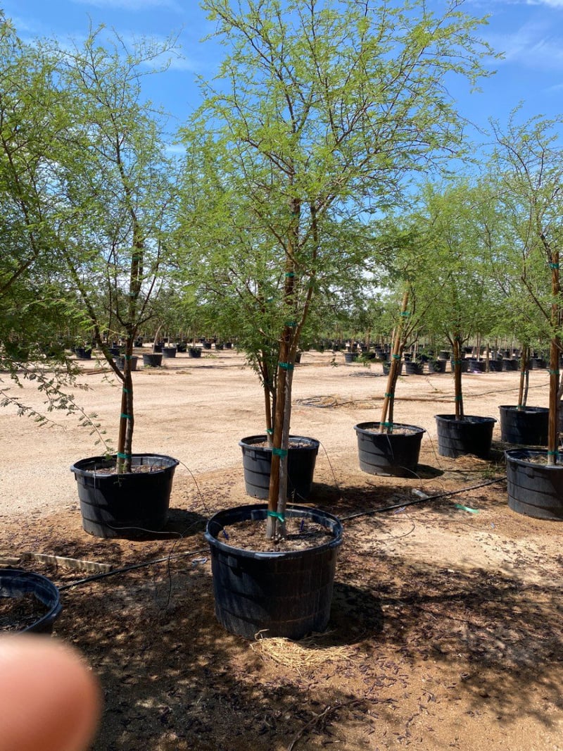 Photo for Acacia farnesiana (Sweet Acacia)