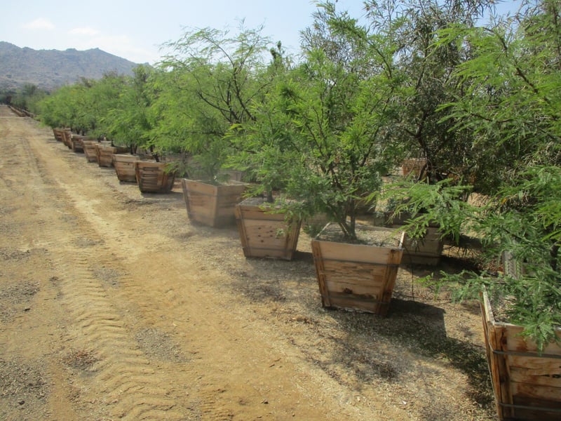 Photo for Prosopis chilensis (Thornless Chilean Mesquite)