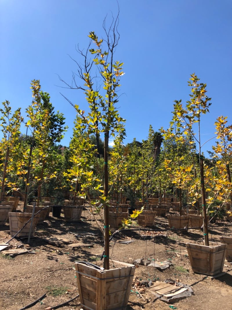 Photo for Platanus acerifolia 'Bloodgood' (Standard) (Bloodgood London Plane Tree)
