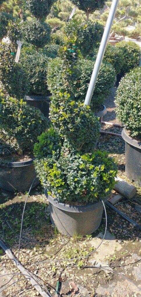 Photo for Buxus 'Green Mountain' (Spiral Topiary) (Green Mountain Boxwood Spiral)