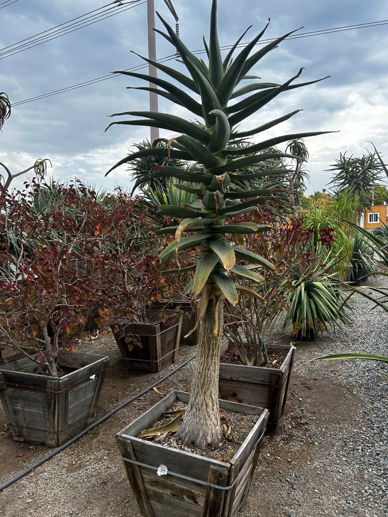 Photo for Aloe 'Hercules' (Standard) (Hercules Aloe)