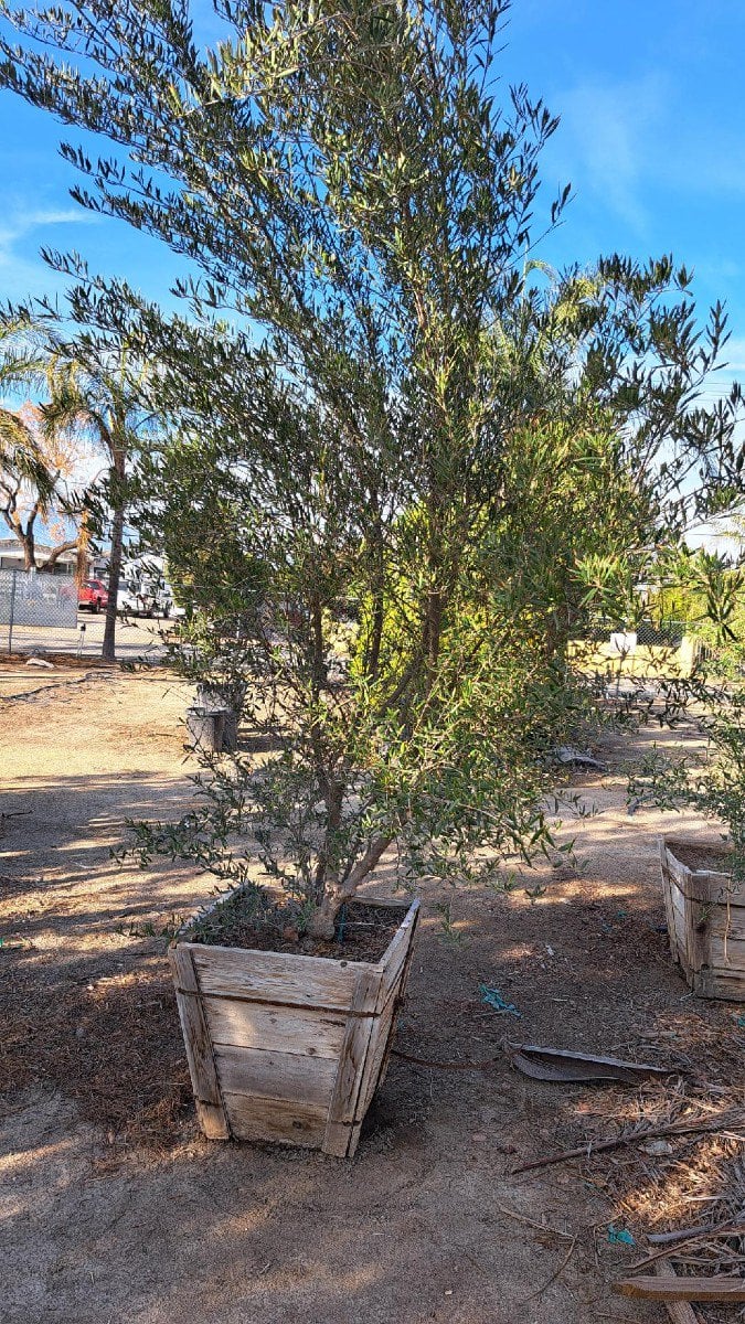 Photo for Olea europaea 'Fruitless' (Fruitless Olive)