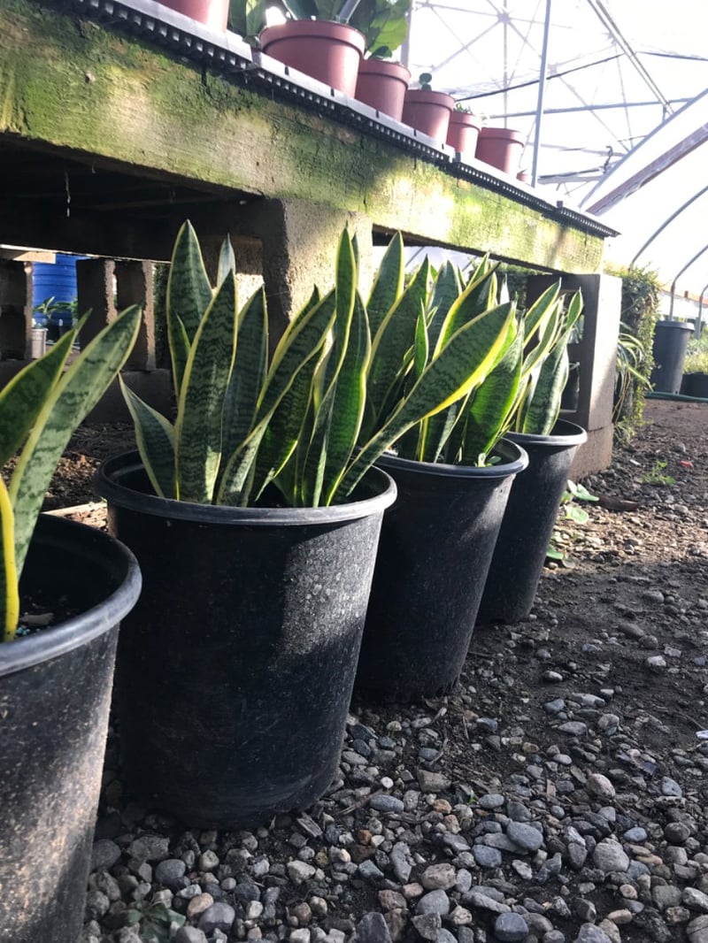 Photo for Sansevieria trifasciata 'Laurentii' (Striped Mother-in-law's Tongue)