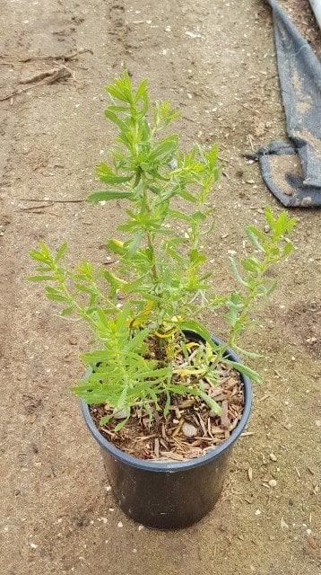 Photo for Isocoma menziesii (Goldenbush)