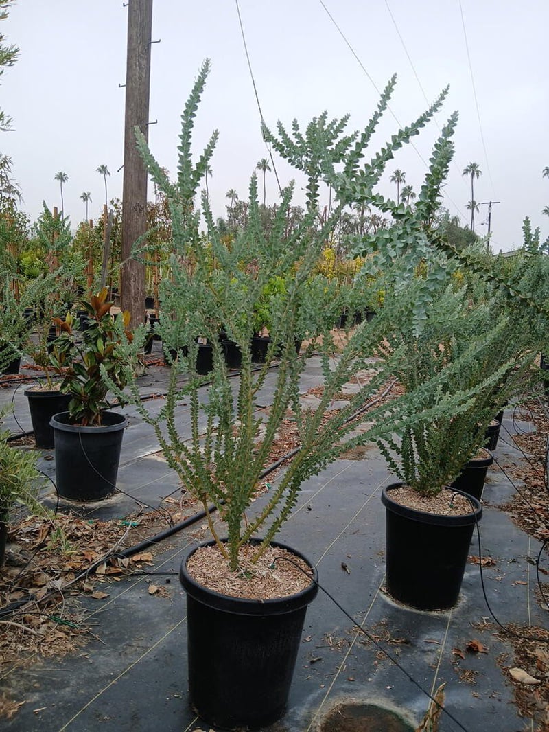Photo for Acacia cultriformis (Knifeleaf Wattle)