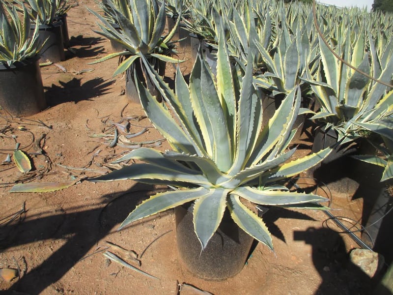 Photo for Agave americana var. marginata (Variegated Century Plant)