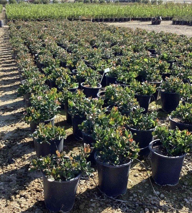 Photo for Rhaphiolepis indica 'Ballerina' (Ballerina Indian Hawthorn)