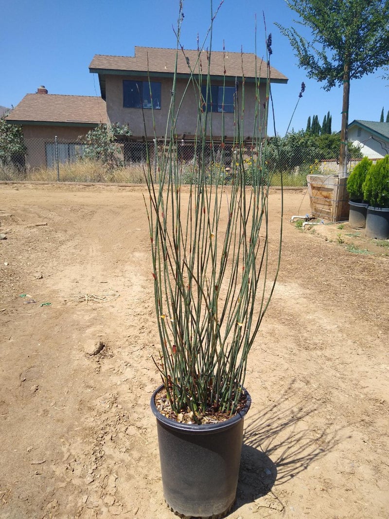Photo for Chondropetalum elephantinum (Large Cape Rush)