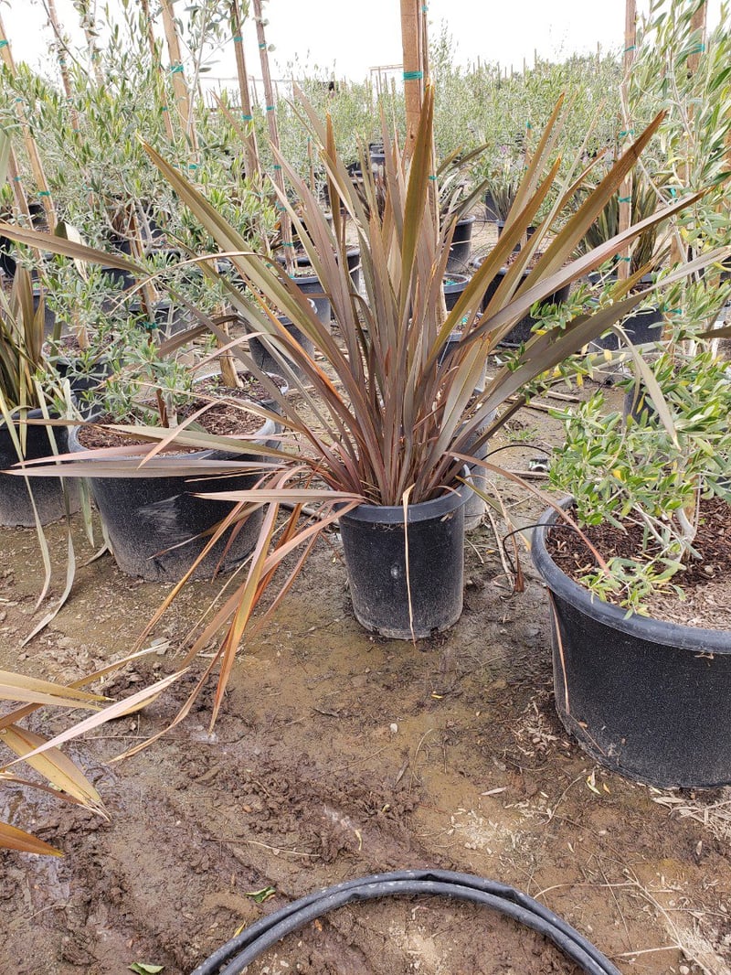 Photo for Phormium tenax ‘Bronze’ (Bronze New Zealand Flax)