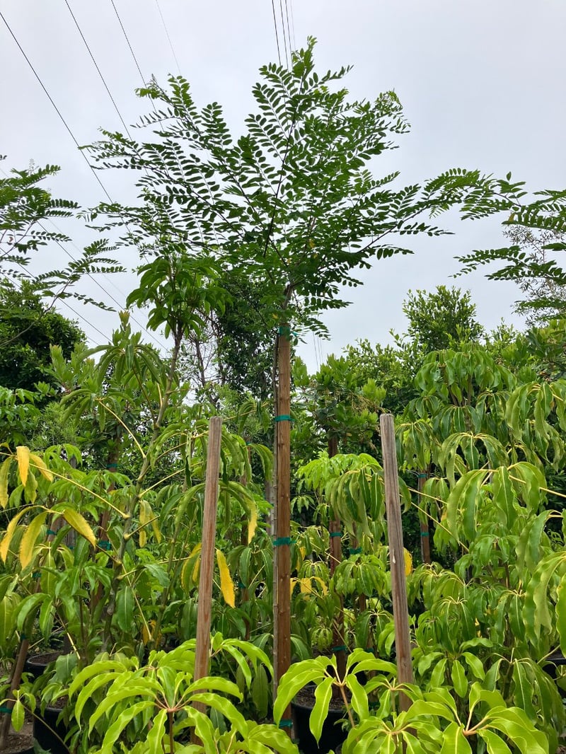 Photo for Gleditsia triacanthos (Honey Locust)