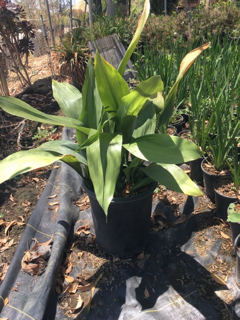 Photo for Aspidistra elatior (Cast Iron Plant)