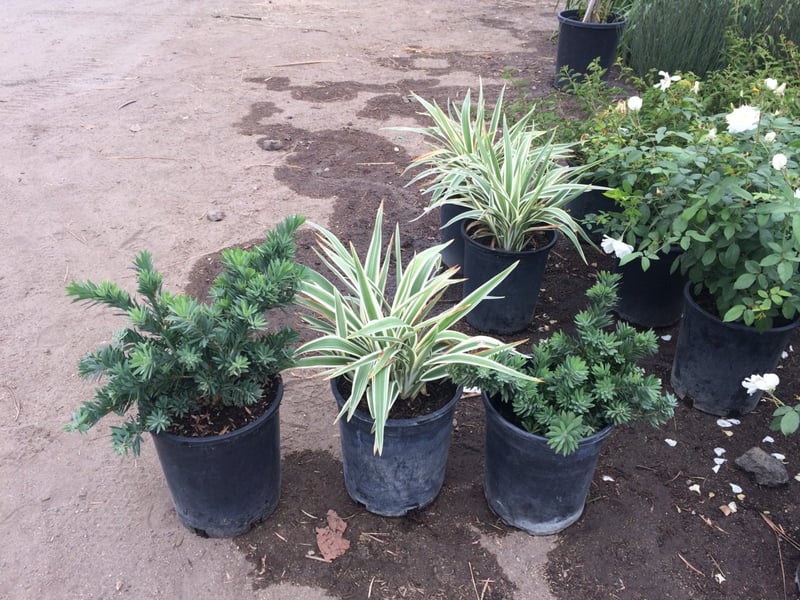 Photo for Dianella tasmanica 'Variegata' (Variegated Flax Lily)