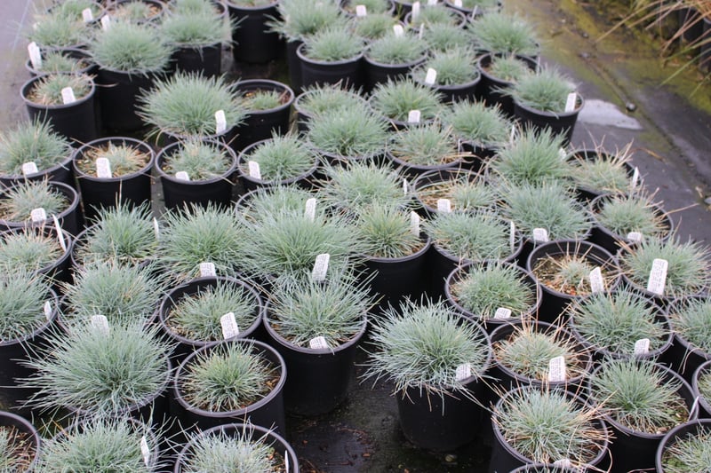 Photo for Festuca glauca 'Elijah Blue' (Elijah Blue Fescue)