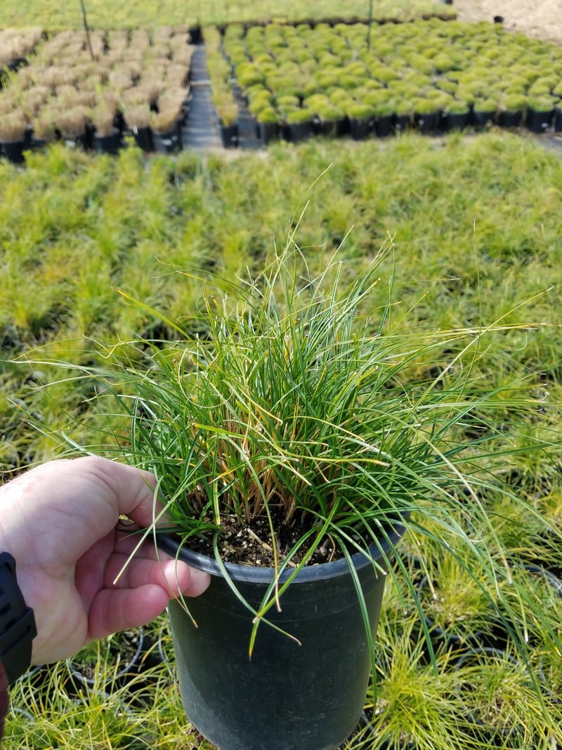 Photo for Carex praegracilis (California Field Sedge)