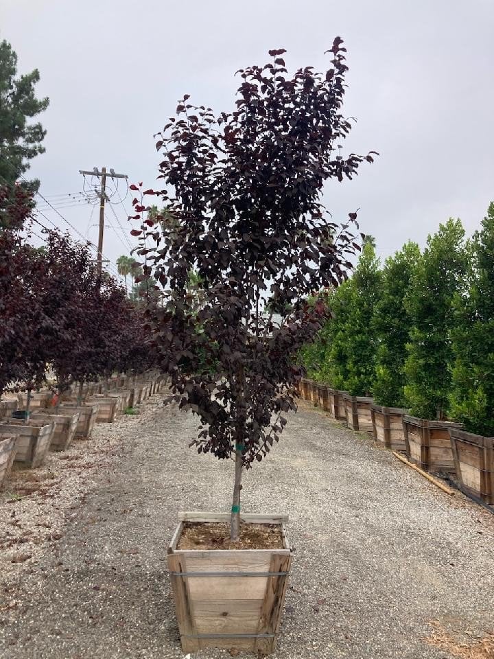 Photo for Prunus cerasifera 'Krauter Vesuvius' (Krauter Vesuvius Cherry Plum)