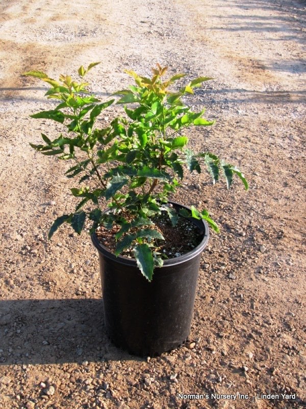 Photo for Mahonia aquifolium (Oregon Grape Holly)