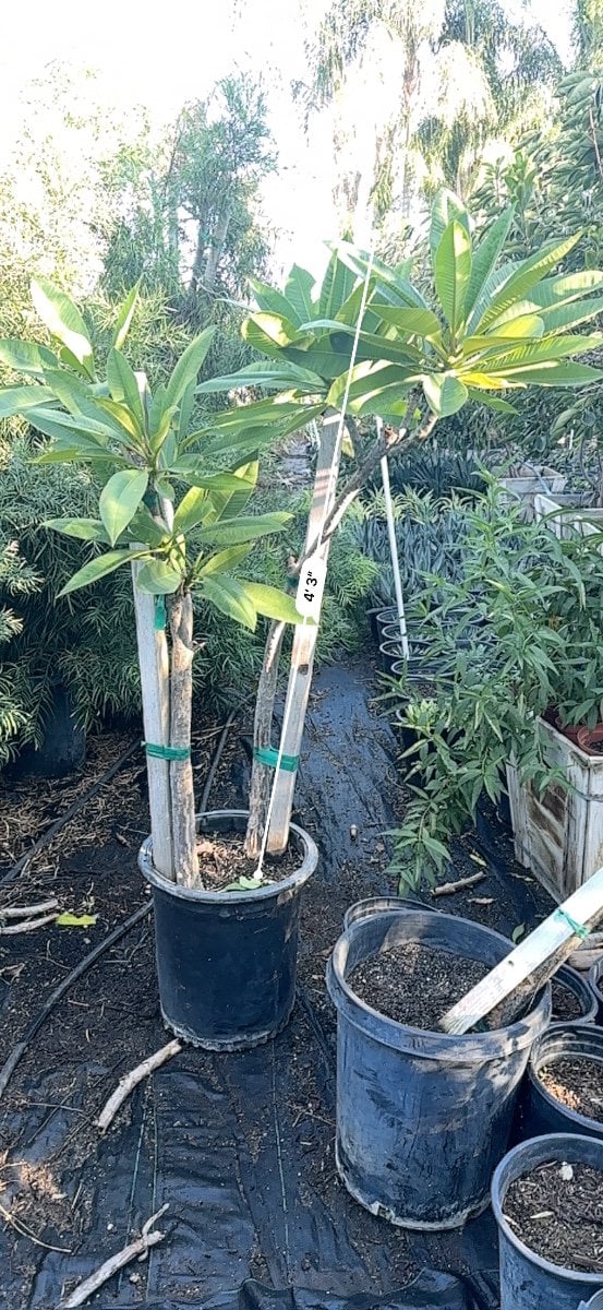 Photo for Plumeria rubra (Plumeria)