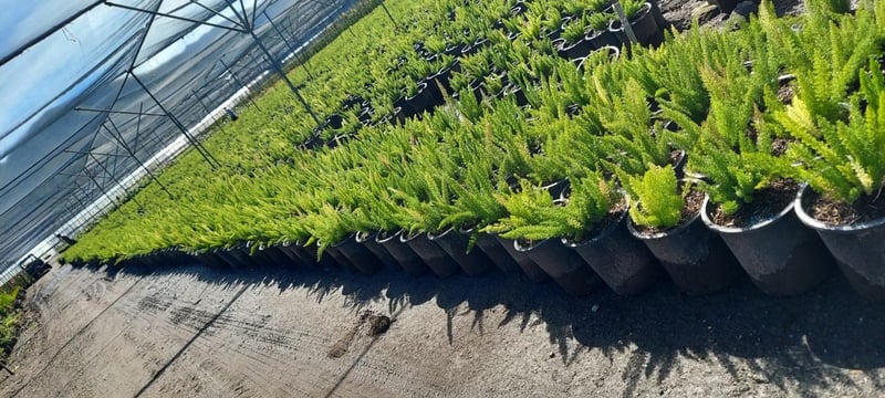 Photo for Asparagus densiflorus 'Myers' (Myers Foxtail Fern)