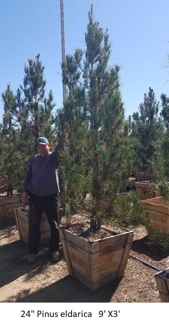 Photo for Pinus eldarica (Afghan Pine)