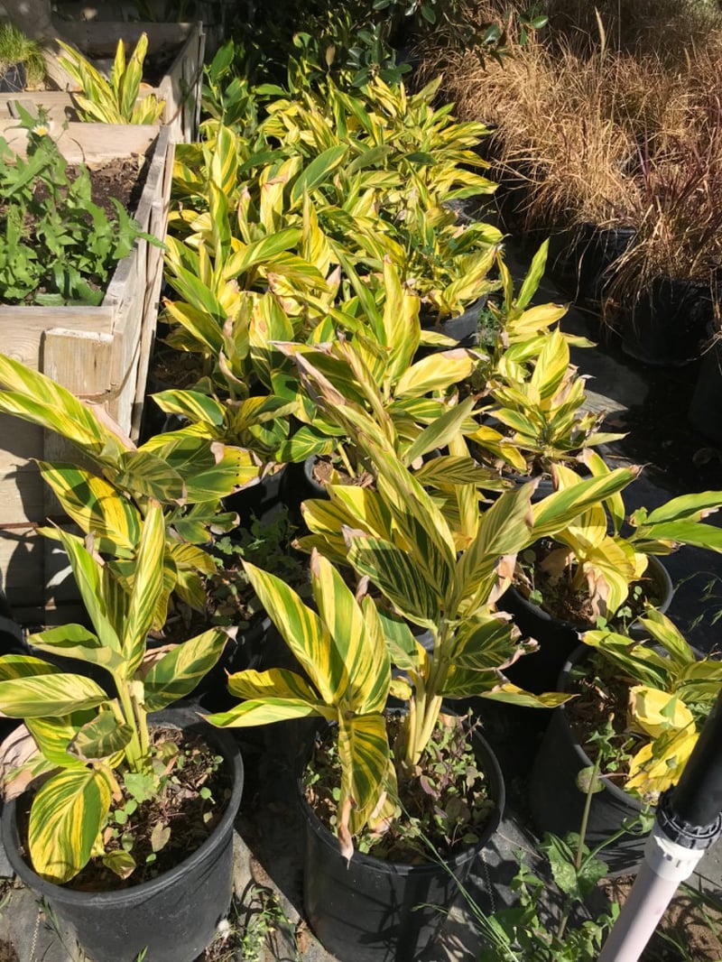 Photo for Alpinia zerumbet 'Variegata' (Variegated Shell Ginger)