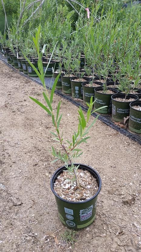 Photo for Salix exigua (Narrowleaf Willow)