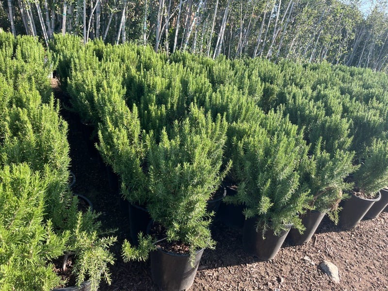 Photo for Rosemary officinalis 'Upright' (Upright Rosemary)