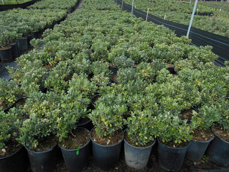 Photo for Pittosporum crassifolium 'Compactum' (Dwarf Karo)