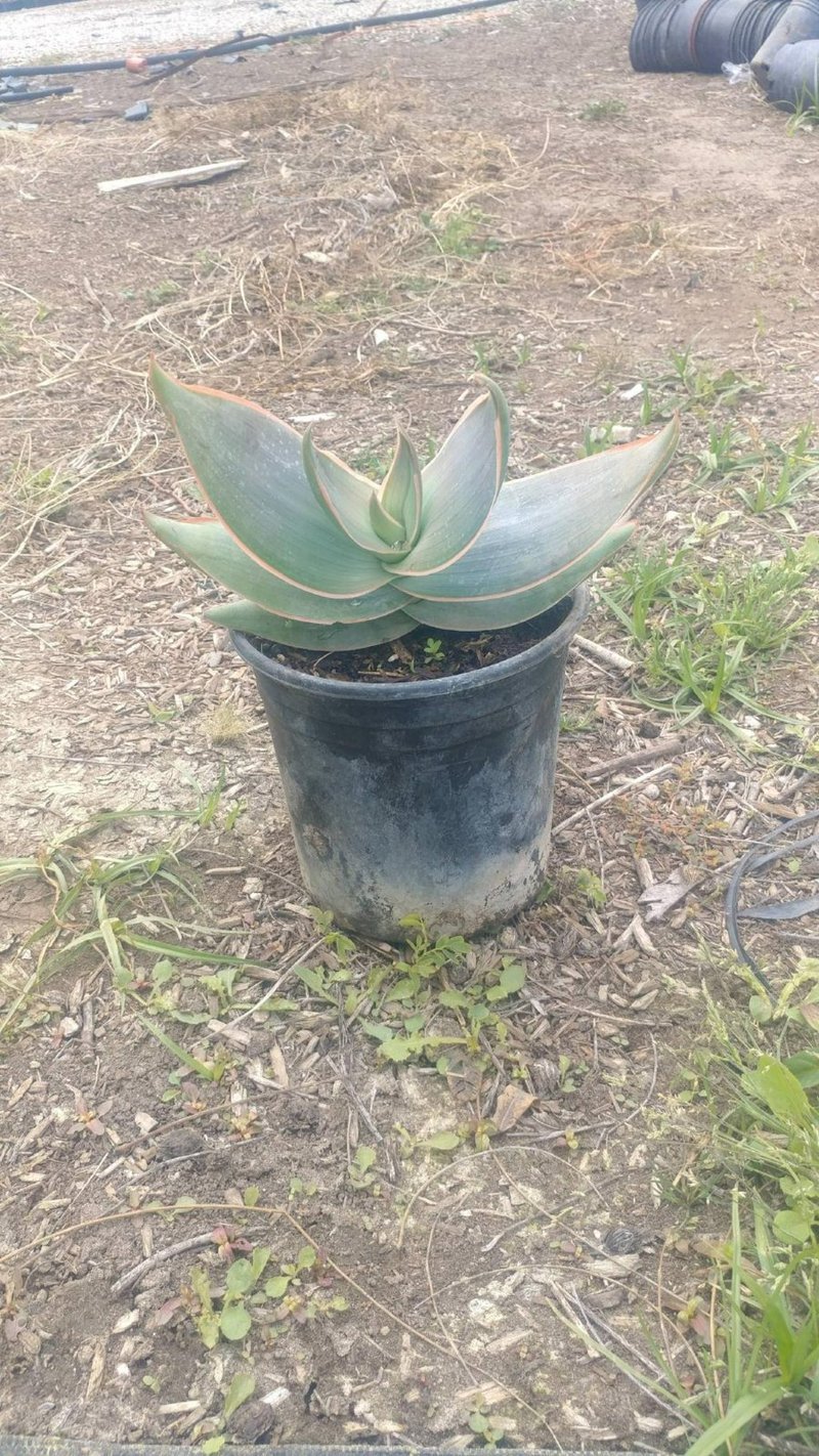 Photo for Aloe aristata (Lace aloe)