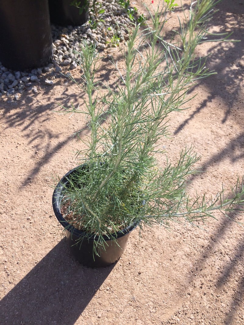 Photo for Artemisia californica (California Sagebrush)