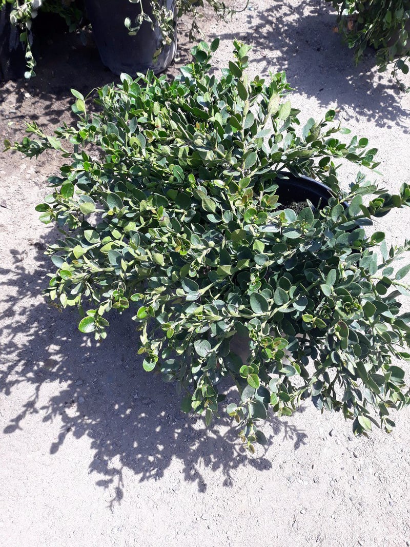 Photo for Carissa macrocarpa ‘Green Carpet’ (Green Carpet Natal Plum)
