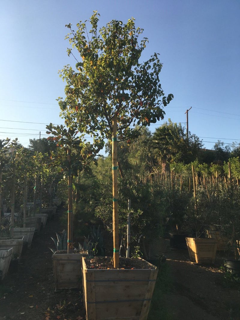 Photo for Pyrus kawakamii (Standard) (Evergreen Pear)