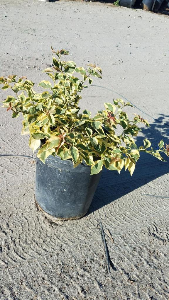 Photo for Bougainvillea 'Raspberry Ice' (Raspberry Ice Bougainvillea)