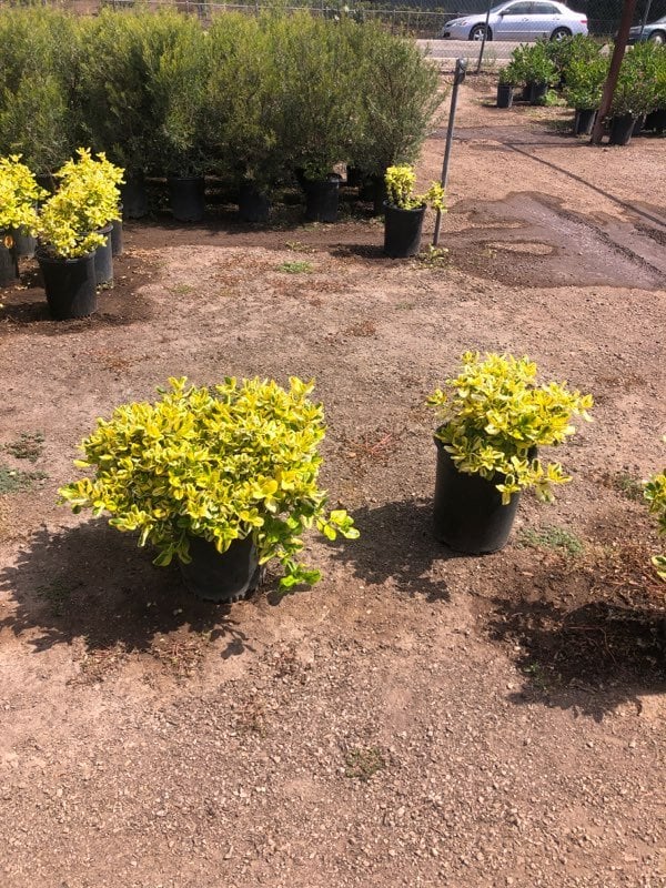 Photo for Coprosma repens 'Taupata Gold' (Gold Splash Mirror Plant)
