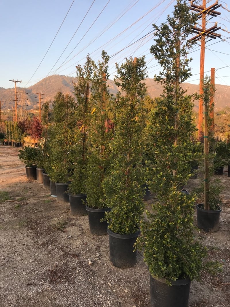 Photo for Eugenia myrtifolia (Brush Cherry)